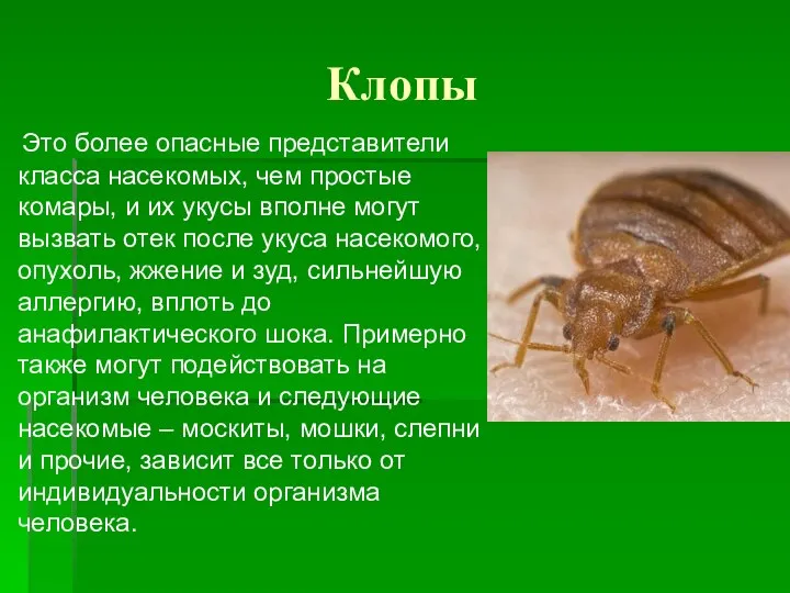 Клопы Это более опасные представители класса насекомых, чем простые комары, и