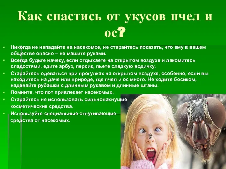 Как спастись от укусов пчел и ос? Никогда не нападайте на