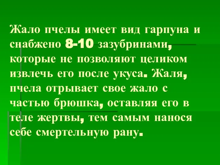 Жало пчелы имеет вид гарпуна и снабжено 8-10 зазубринами, которые не