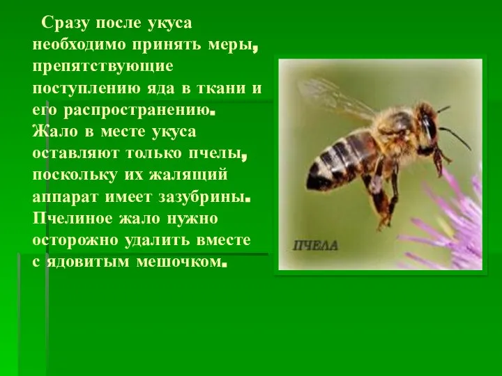 Сразу после укуса необходимо принять меры, препятствующие поступлению яда в ткани