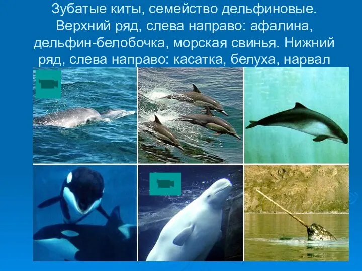 Зубатые киты, семейство дельфиновые. Верхний ряд, слева направо: афалина, дельфин-белобочка, морская