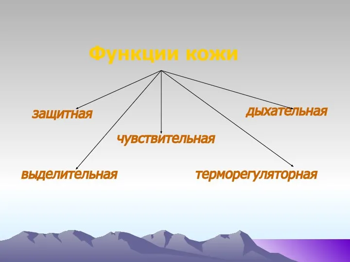 Функции кожи защитная выделительная чувствительная терморегуляторная дыхательная