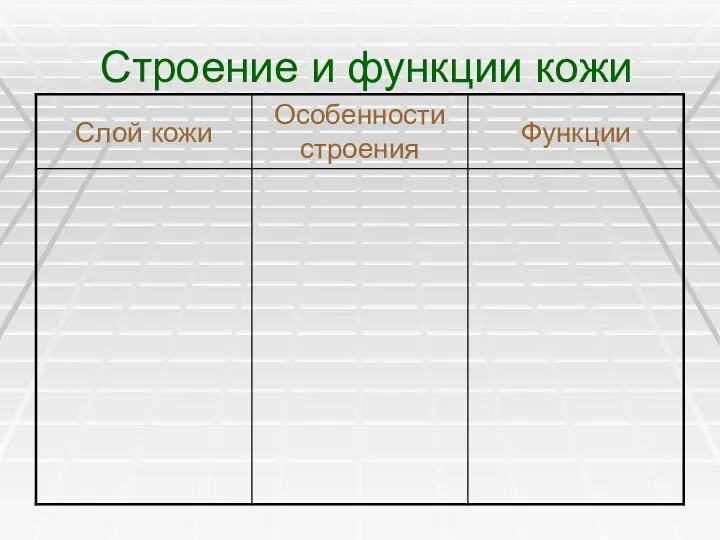 Строение и функции кожи