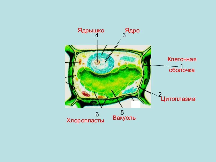 Клеточная оболочка 1 2 Цитоплазма 3 Ядро 4 Ядрышко 5 Вакуоль 6 Хлоропласты