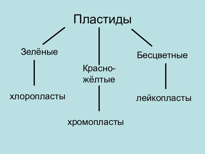 Пластиды Зелёные Красно-жёлтые Бесцветные хлоропласты хромопласты лейкопласты