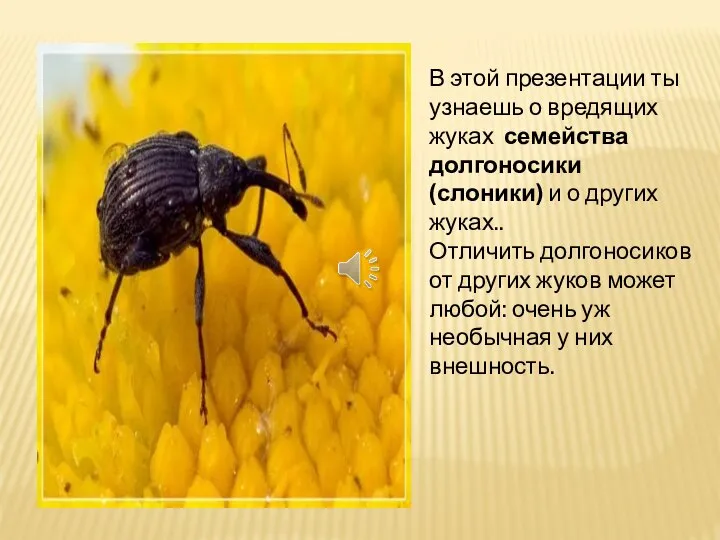 В этой презентации ты узнаешь о вредящих жуках семейства долгоносики (слоники)