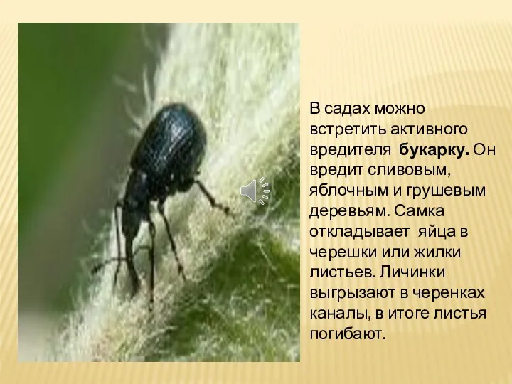 В садах можно встретить активного вредителя букарку. Он вредит сливовым, яблочным