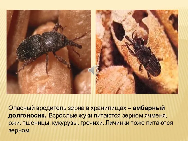 Опасный вредитель зерна в хранилищах – амбарный долгоносик. Взрослые жуки питаются
