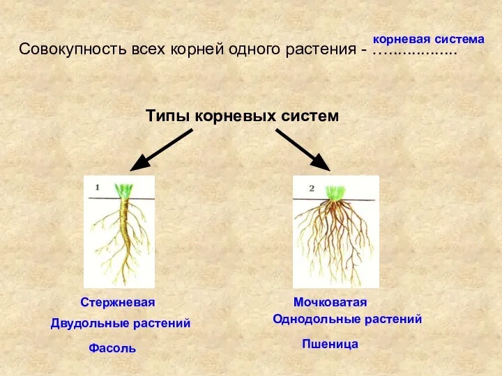 Совокупность всех корней одного растения - …............... корневая система Типы корневых