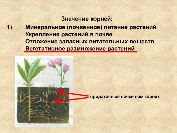 Значение корней: Минеральное (почвенное) питание растений Укрепление растений в почве Отложение