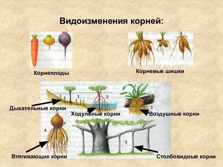 Видоизменения корней: Корнеплоды Корневые шишки Дыхательные корни Ходульные корни Воздушные корни Втягивающие корни Столбовидные корни