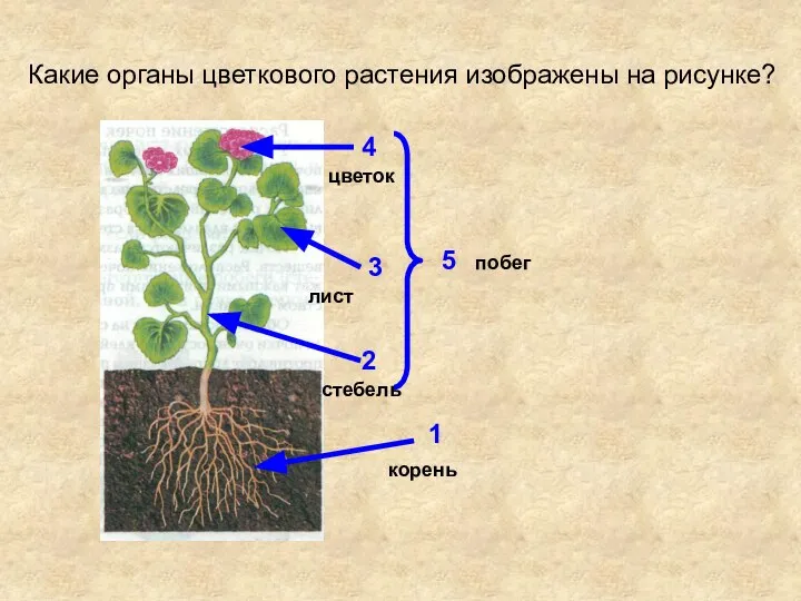 Какие органы цветкового растения изображены на рисунке? 1 2 3 4