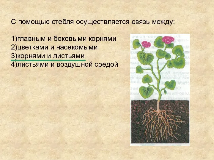 С помощью стебля осуществляется связь между: 1)главным и боковыми корнями 2)цветками