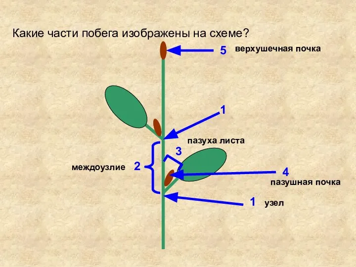 Какие части побега изображены на схеме? 1 1 2 3 4