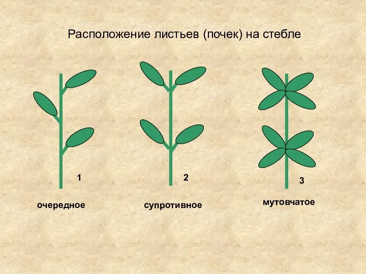 Расположение листьев (почек) на стебле очередное супротивное мутовчатое 1 2 3