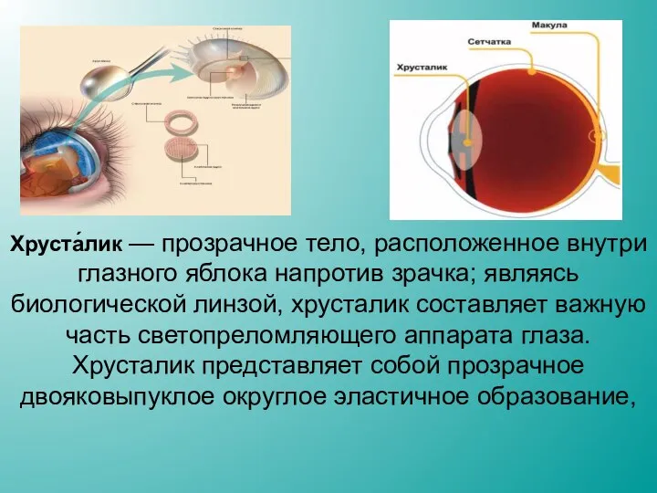 Хруста́лик — прозрачное тело, расположенное внутри глазного яблока напротив зрачка; являясь