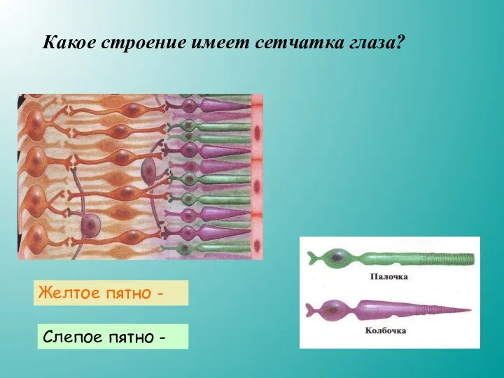 Какое строение имеет сетчатка глаза? Желтое пятно - Слепое пятно -