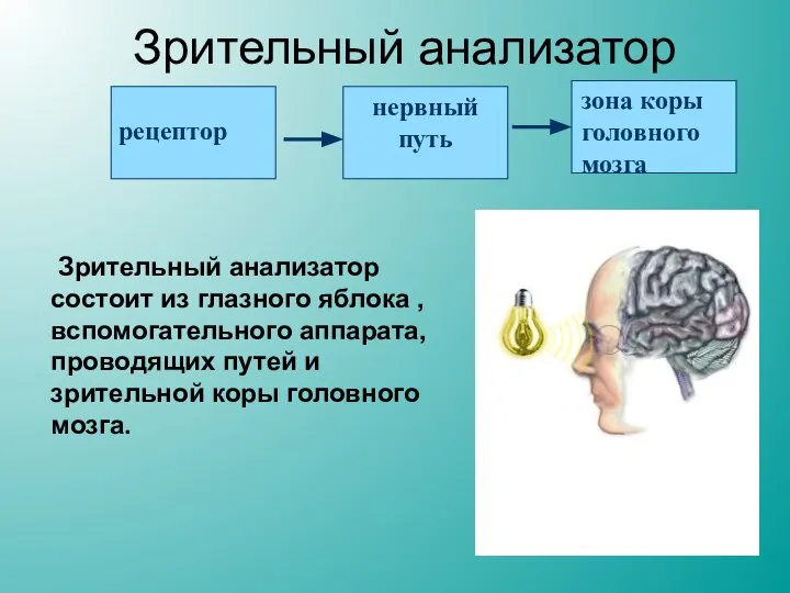 Зрительный анализатор Зрительный анализатор состоит из глазного яблока , вспомогательного аппарата,