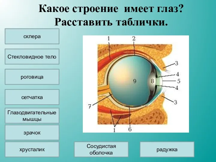 Какое строение имеет глаз? Расставить таблички. склера Стекловидное тело сетчатка хрусталик