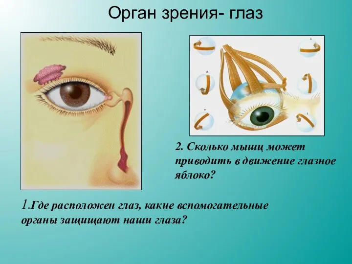 1.Где расположен глаз, какие вспомогательные органы защищают наши глаза? 2. Сколько