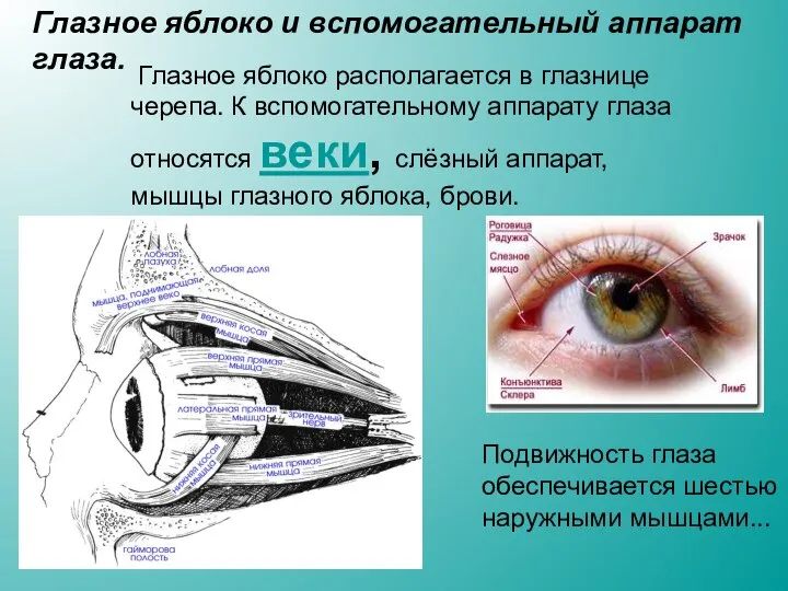 Глазное яблоко и вспомогательный аппарат глаза. Глазное яблоко располагается в глазнице