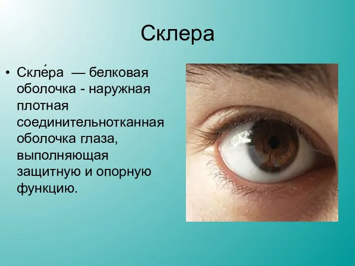 Склера Скле́ра — белковая оболочка - наружная плотная соединительнотканная оболочка глаза, выполняющая защитную и опорную функцию.