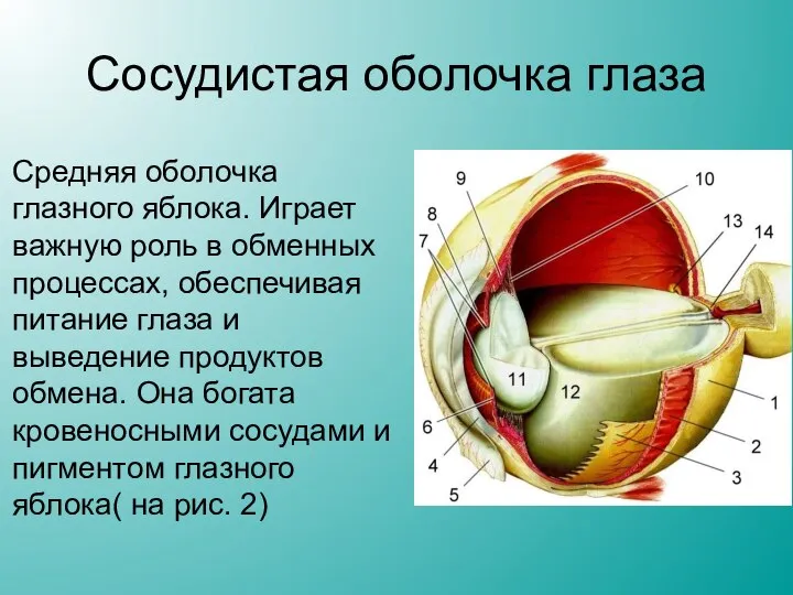 Сосудистая оболочка глаза Средняя оболочка глазного яблока. Играет важную роль в