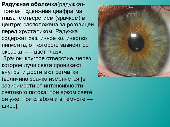 Радужная оболочка(радужка)- тонкая подвижная диафрагма глаза с отверстием (зрачком) в центре;