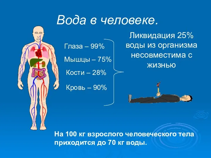 Вода в человеке. Кровь – 90% Мышцы – 75% Кости –