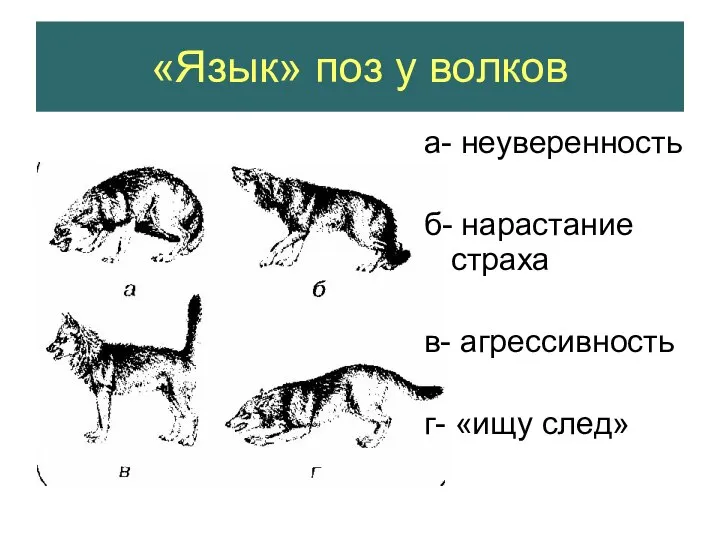 «Язык» поз у волков а- неуверенность б- нарастание страха в- агрессивность г- «ищу след»