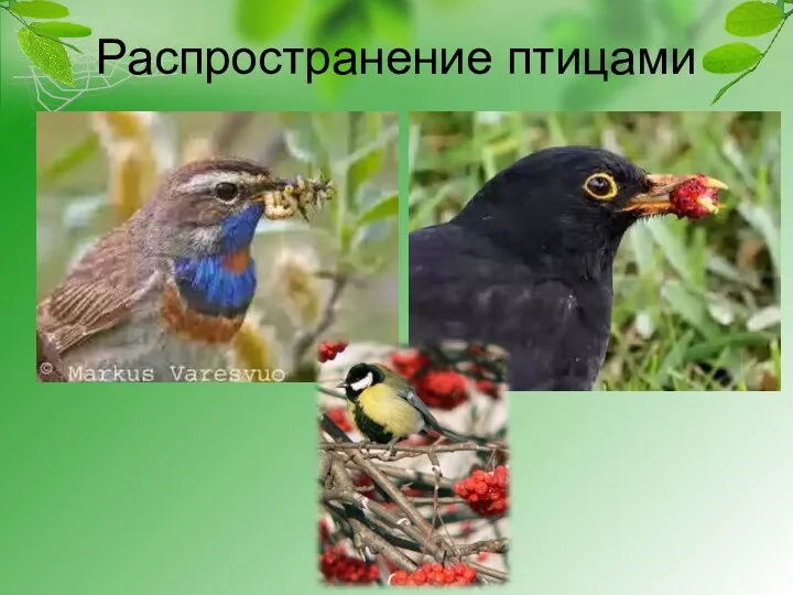 Распространение птицами