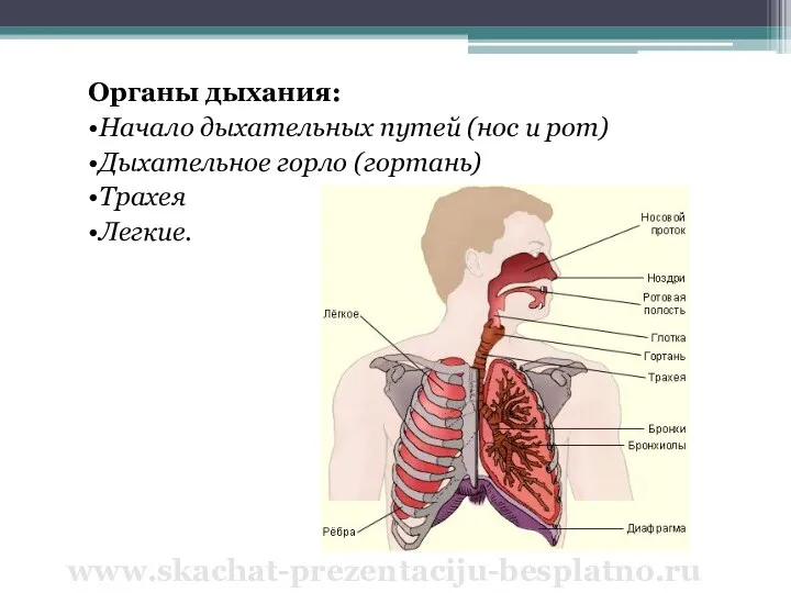 Органы дыхания: •Начало дыхательных путей (нос и рот) •Дыхательное горло (гортань) •Трахея •Легкие. www.skachat-prezentaciju-besplatno.ru