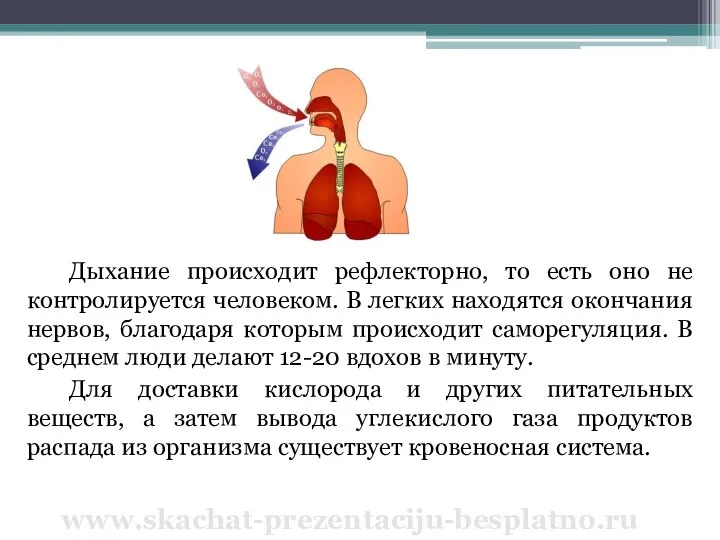 Дыхание происходит рефлекторно, то есть оно не контролируется человеком. В легких