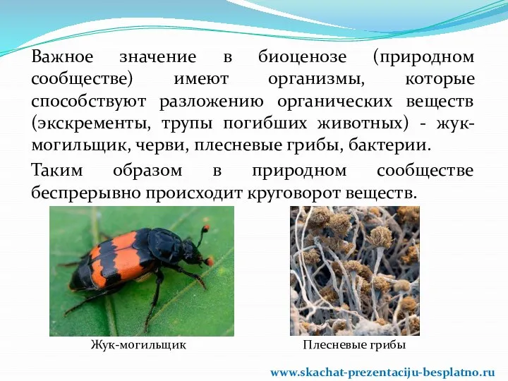 Важное значение в биоценозе (природном сообществе) имеют организмы, которые способствуют разложению