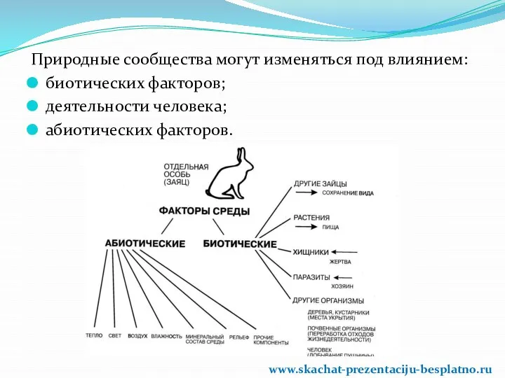 Природные сообщества могут изменяться под влиянием: биотических факторов; деятельности человека; абиотических факторов. www.skachat-prezentaciju-besplatno.ru