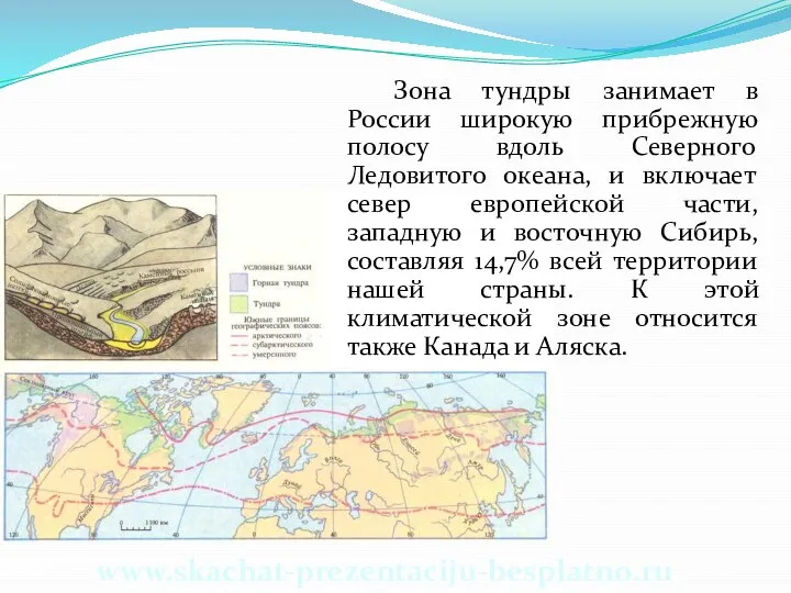 www.skachat-prezentaciju-besplatno.ru Зона тундры занимает в России широкую прибрежную полосу вдоль Северного