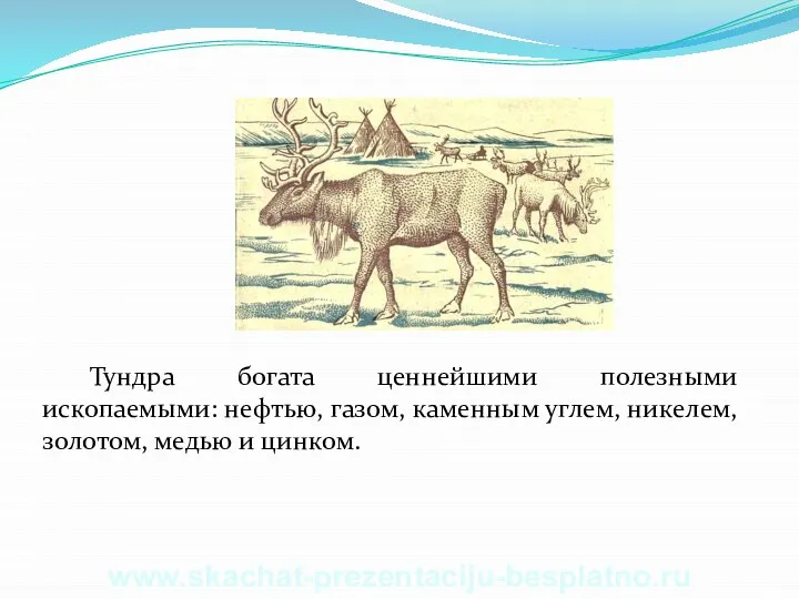 Тундра богата ценнейшими полезными ископаемыми: нефтью, газом, каменным углем, никелем, золотом, медью и цинком. www.skachat-prezentaciju-besplatno.ru