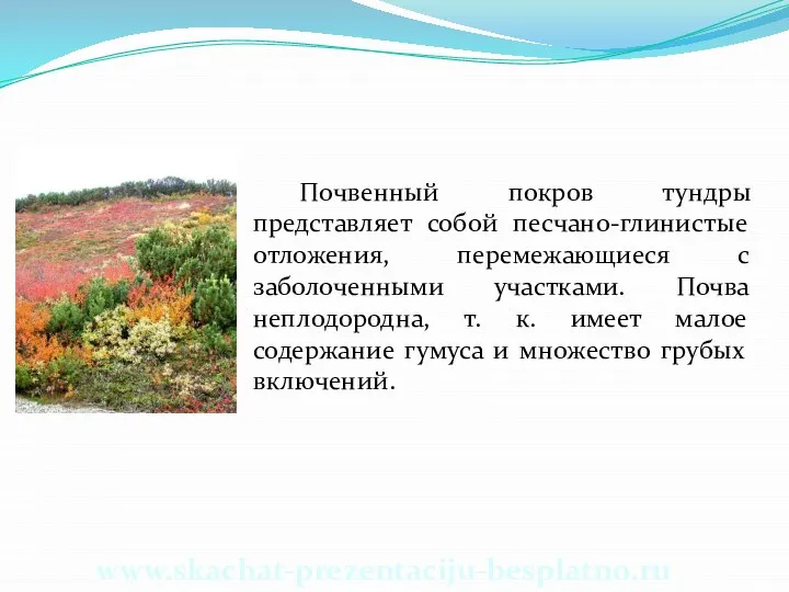 Почвенный покров тундры представляет собой песчано-глинистые отложения, перемежающиеся с заболоченными участками.