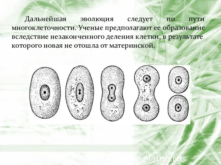 Дальнейшая эволюция следует по пути многоклеточности. Ученые предполагают ее образование вследствие