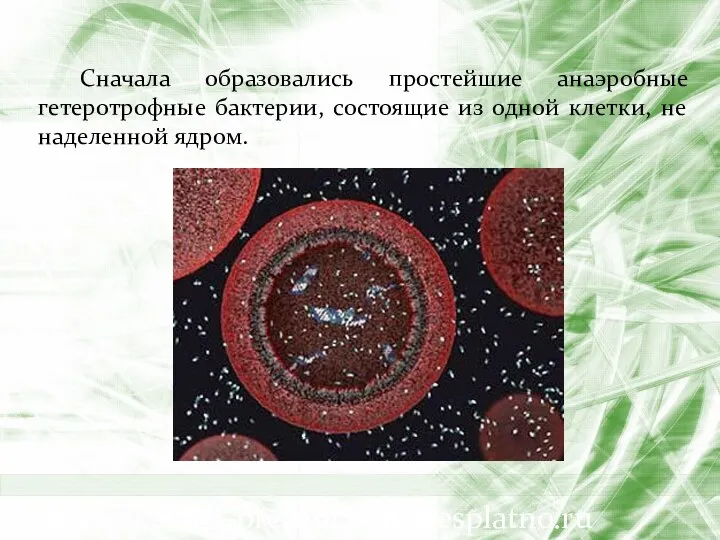 Сначала образовались простейшие анаэробные гетеротрофные бактерии, состоящие из одной клетки, не наделенной ядром. www.skachat-prezentaciju-besplatno.ru
