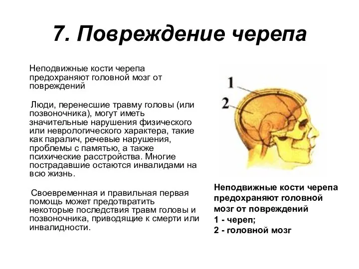 7. Повреждение черепа Неподвижные кости черепа предохраняют головной мозг от повреждений
