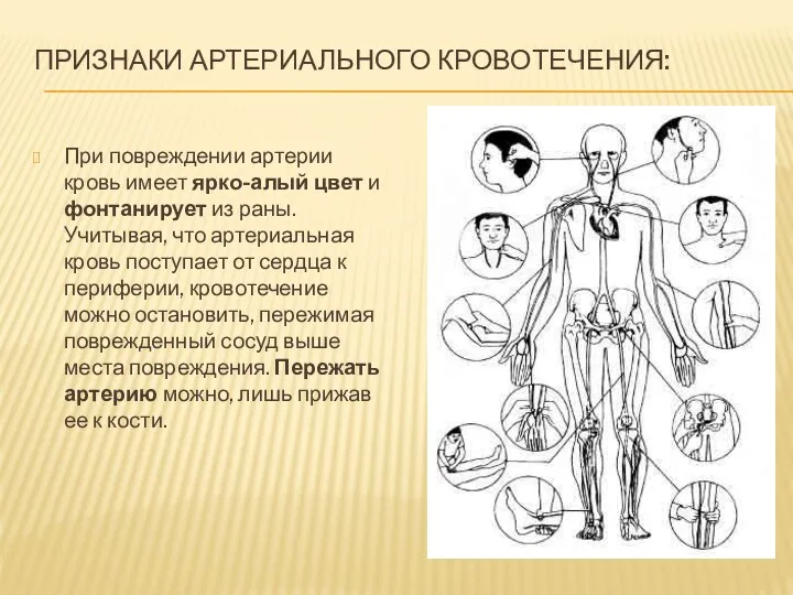 Признаки артериального кровотечения: При повреждении артерии кровь имеет ярко-алый цвет и