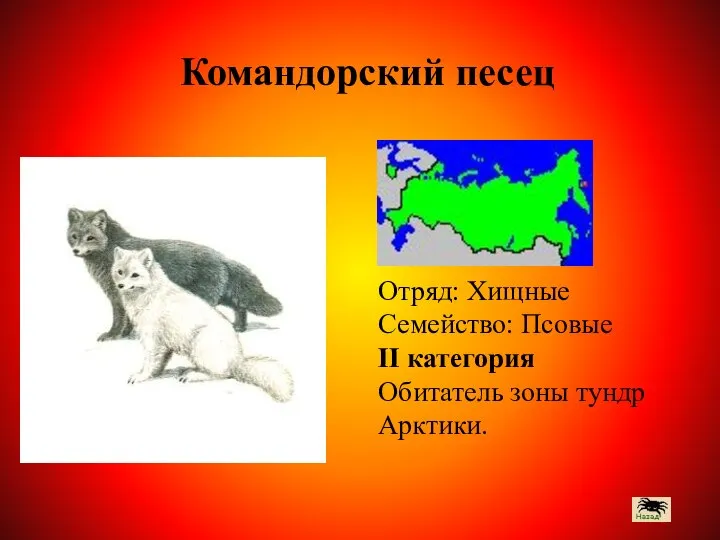 Отряд: Хищные Семейство: Псовые II категория Обитатель зоны тундр Арктики. Командорский песец