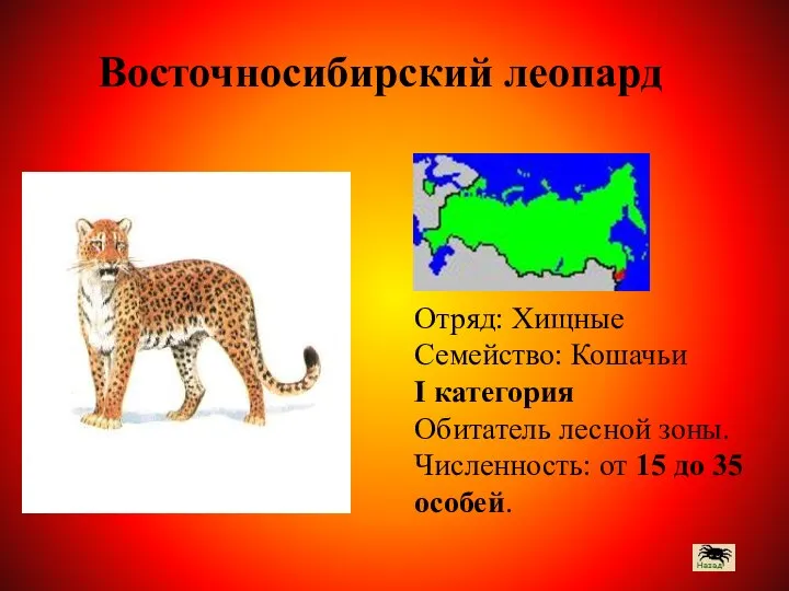 Отряд: Хищные Семейство: Кошачьи I категория Обитатель лесной зоны. Численность: от