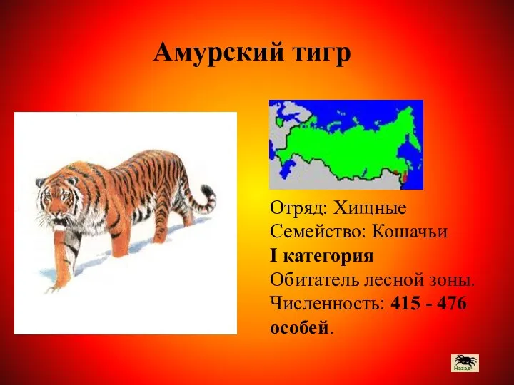 Отряд: Хищные Семейство: Кошачьи I категория Обитатель лесной зоны. Численность: 415 - 476 особей. Амурский тигр