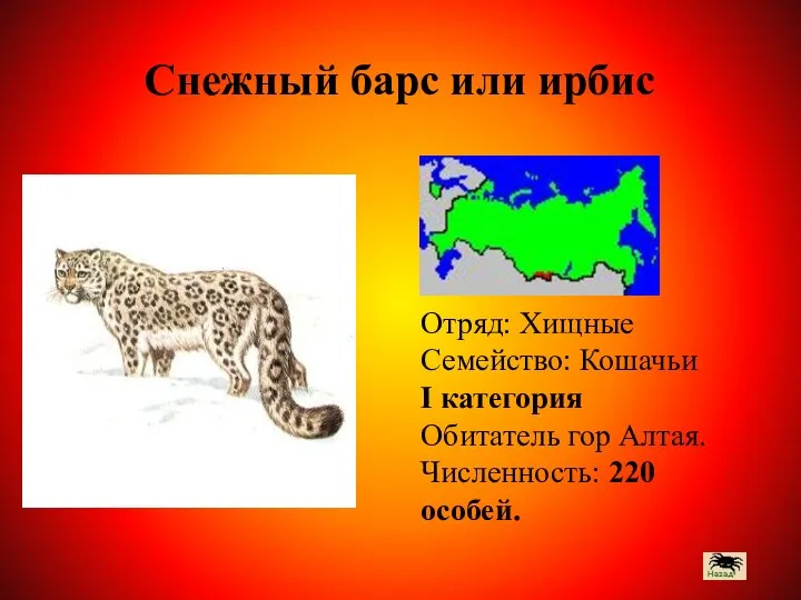 Отряд: Хищные Семейство: Кошачьи I категория Обитатель гор Алтая. Численность: 220 особей. Снежный барс или ирбис