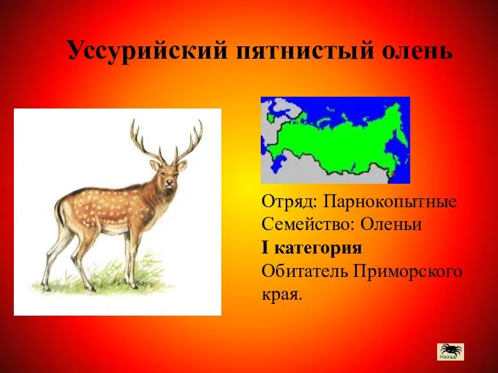 Отряд: Парнокопытные Семейство: Оленьи I категория Обитатель Приморского края. Уссурийский пятнистый олень