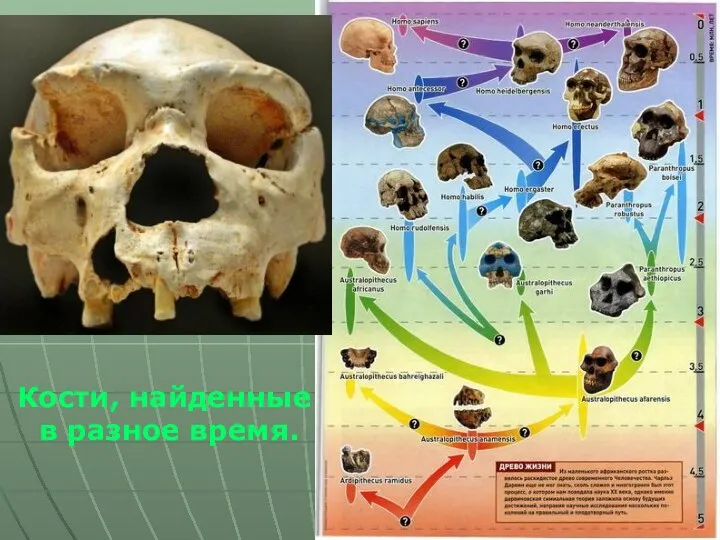 Кости, найденные в разное время.