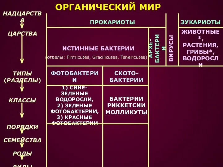 НАДЦАРСТВА ЦАРСТВА ТИПЫ (РАЗДЕЛЫ) КЛАССЫ ПОРЯДКИ СЕМЕЙСТВА РОДЫ ВИДЫ ОРГАНИЧЕСКИЙ МИР