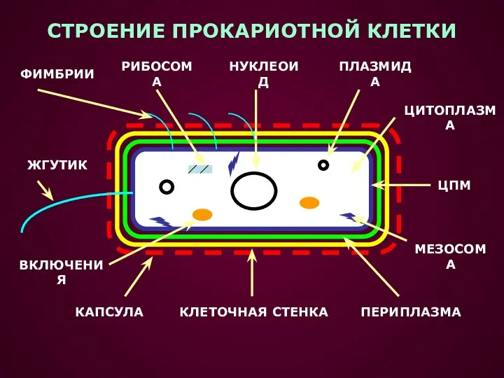 СТРОЕНИЕ ПРОКАРИОТНОЙ КЛЕТКИ КАПСУЛА КЛЕТОЧНАЯ СТЕНКА ПЕРИПЛАЗМА ЦПМ НУКЛЕОИД ПЛАЗМИДА РИБОСОМА МЕЗОСОМА ФИМБРИИ ЖГУТИК ВКЛЮЧЕНИЯ ЦИТОПЛАЗМА